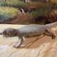 Ancient naturalized lizard