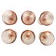 6 Rosaline champagne glasses