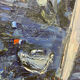 Peinture les bateaux