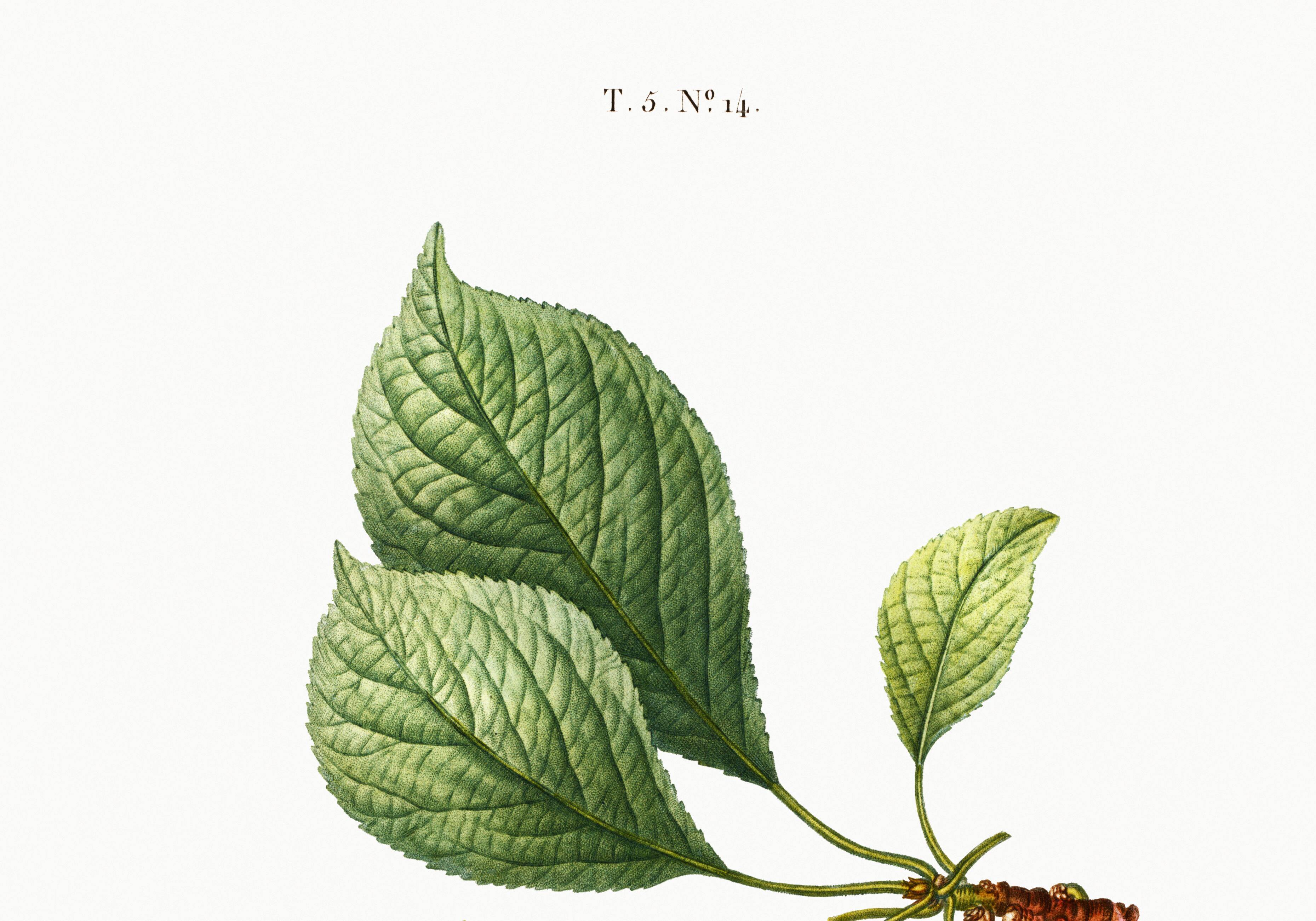 Vintage poster of a cherry tree, based on an 1802 engraving