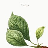 Vintage poster of a cherry tree, based on an 1802 engraving