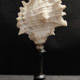 Cabinet of Curiosities, chicoreus ramosus shell on base