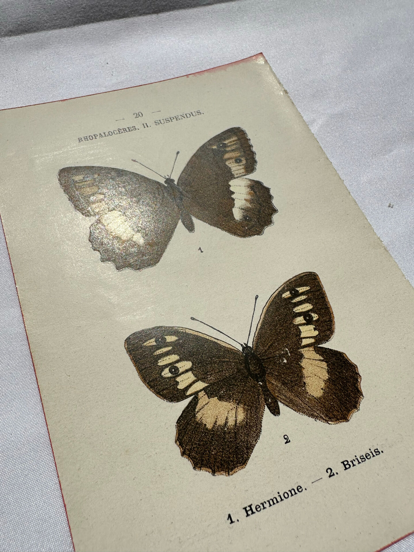 Botanical engraving double-sided butterflies naturalist plate etching