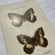 Botanical engraving double-sided butterflies naturalist plate etching