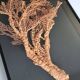 Orange coral, "Gorgon" framed under glass, 60 cm