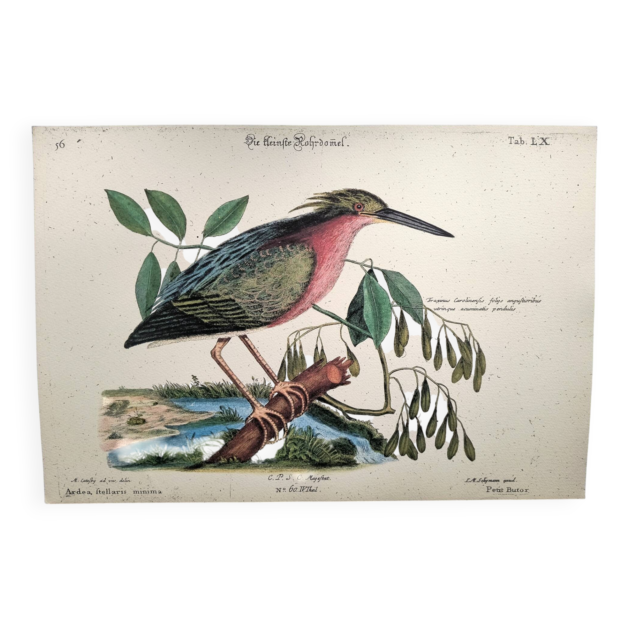 Zoological bird engravings - Little Bittern - Old plate by Seligmann