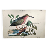 Zoological bird engravings - Little Bittern - Old plate by Seligmann