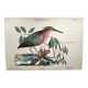 Zoological bird engravings - Little Bittern - Old plate by Seligmann
