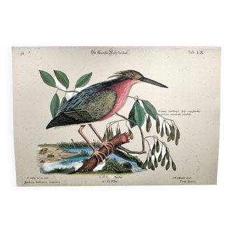 Zoological bird engravings - Little Bittern - Old plate by Seligmann