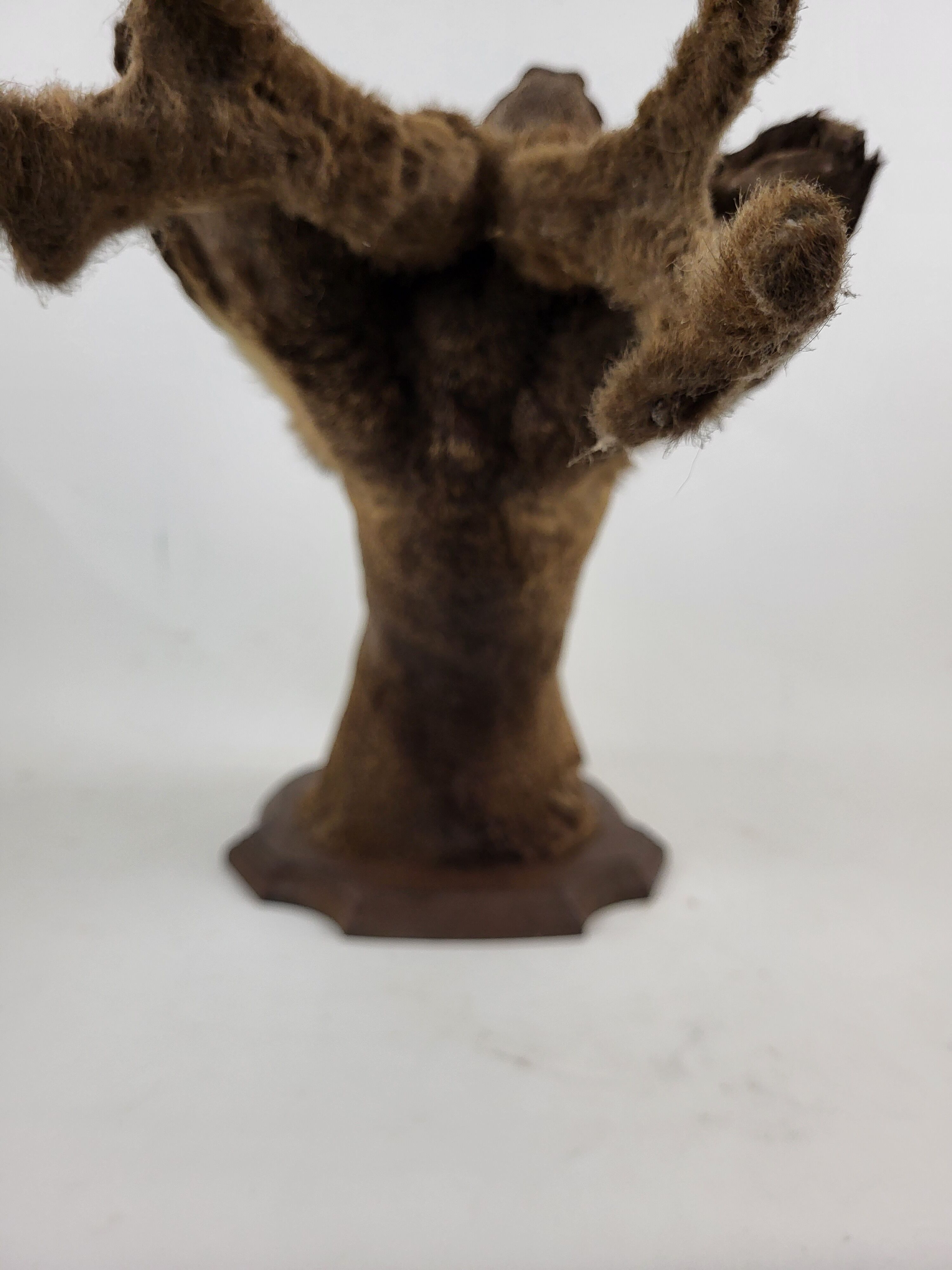 Stuffed and naturalized deer head Taxidermy