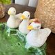 Cendrier barbotine “3 canards”