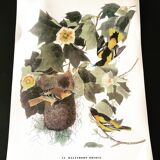 Ornithological board