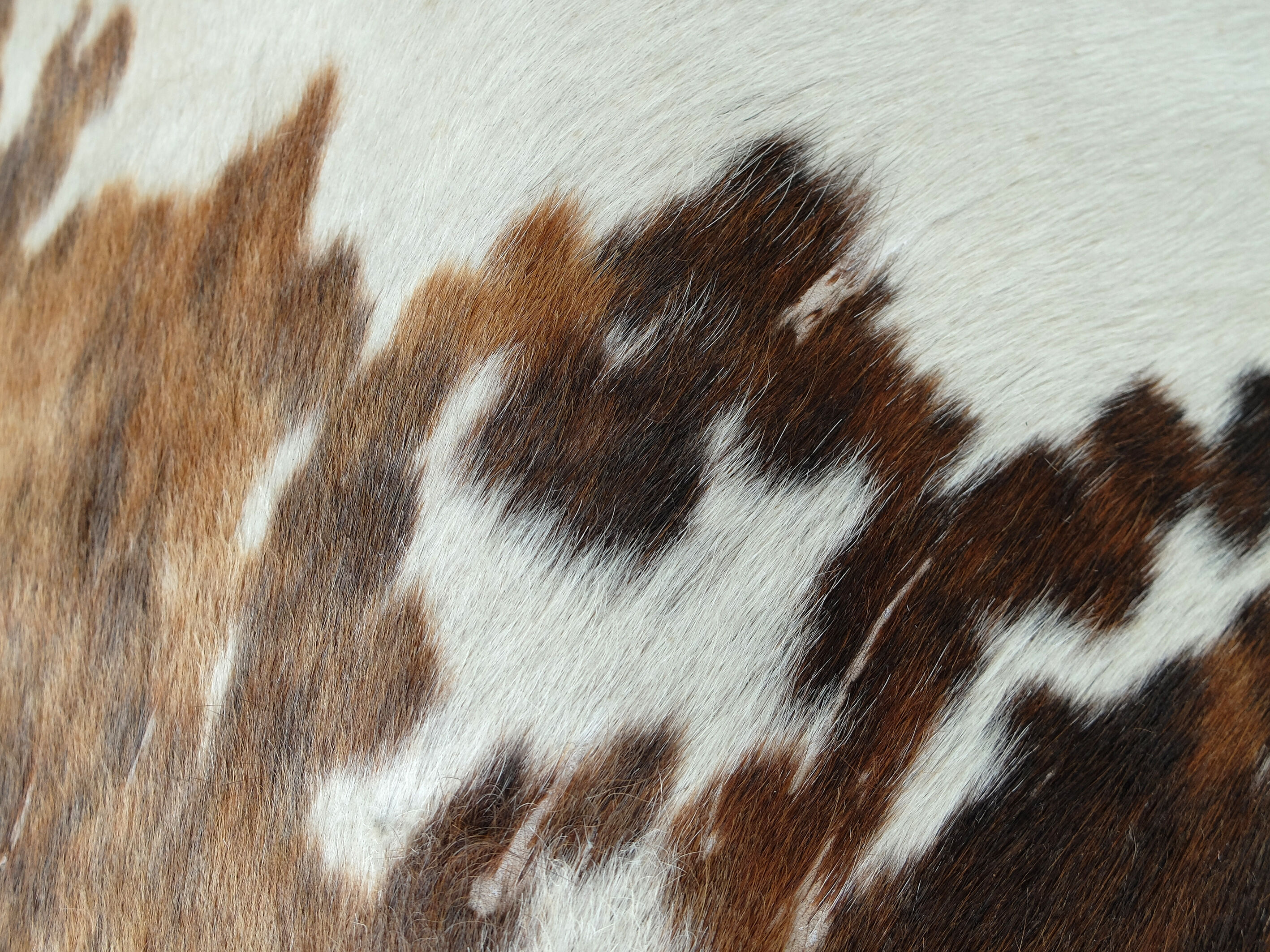 Lounge chair LC4 Cassina by Charlotte Perriand, Le Corbusier and Pierre Jeanneret Vintage 1960s