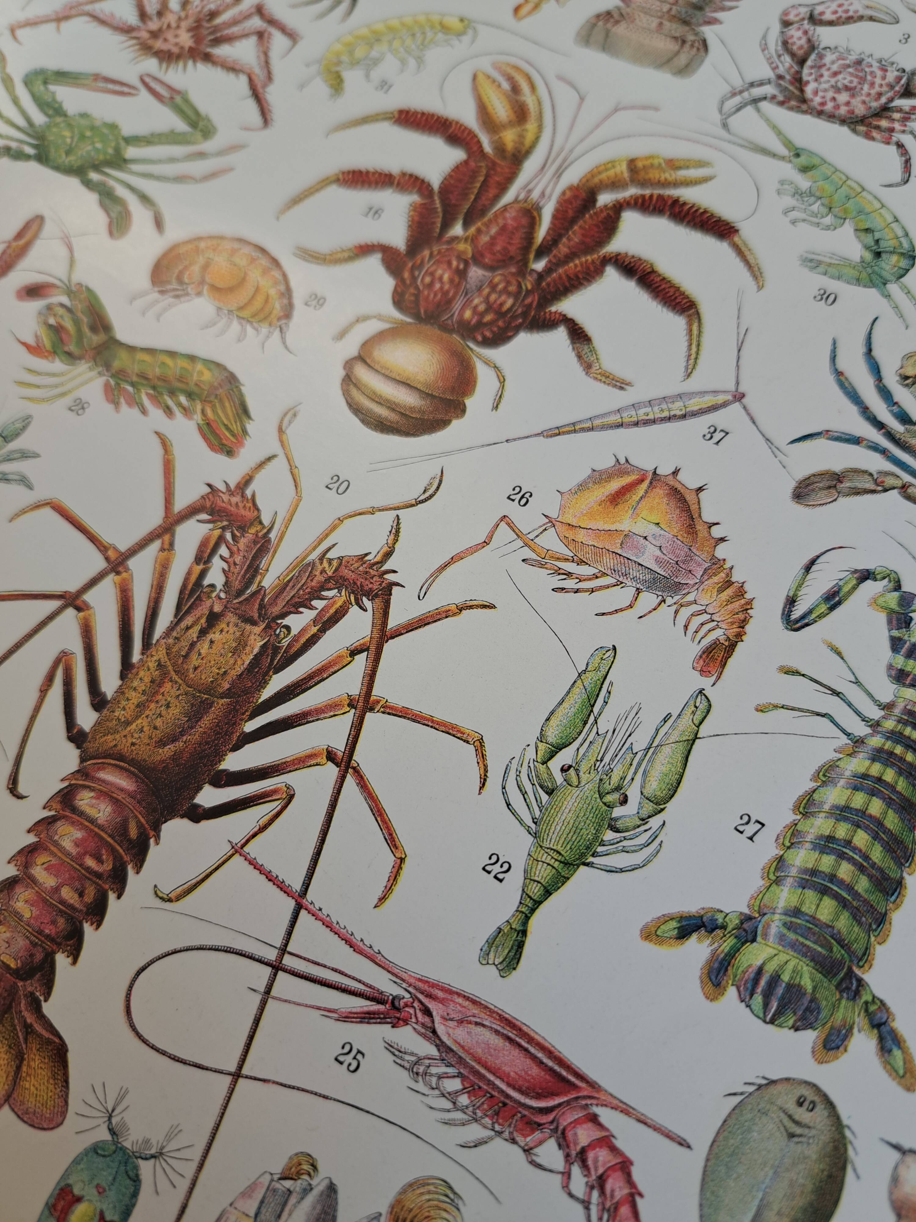 Old naturalist plate "Crustaceans" – 1930 – Larousse