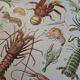 Old naturalist plate "Crustaceans" – 1930 – Larousse
