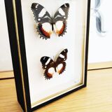 Butterfly frame
