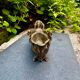 Brass planter Art Nouveau Jugendstil