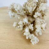 Corail
