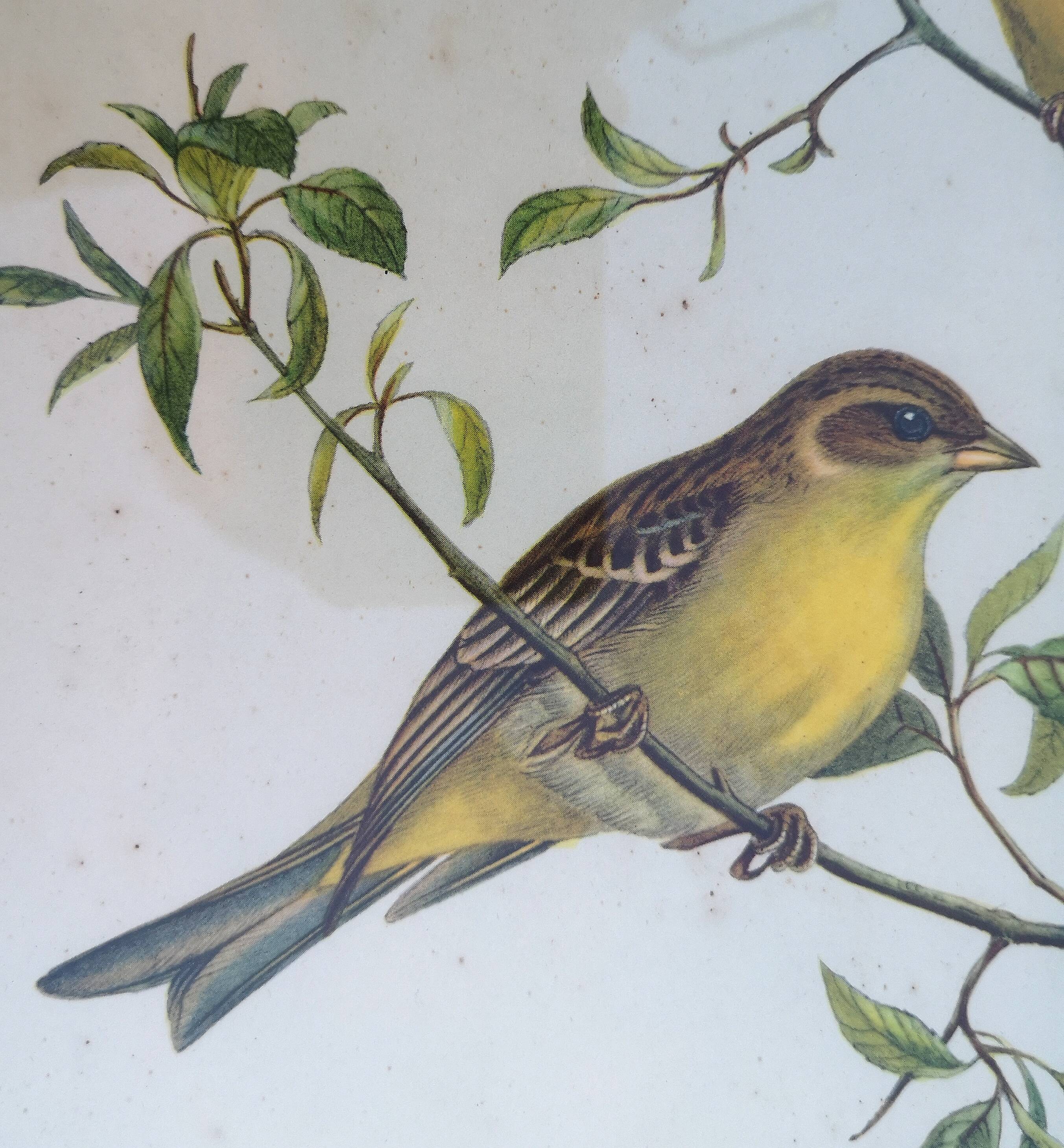 Framed lithograph by J. Gould and HC Richter