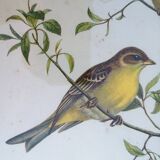 Framed lithograph by J. Gould and HC Richter