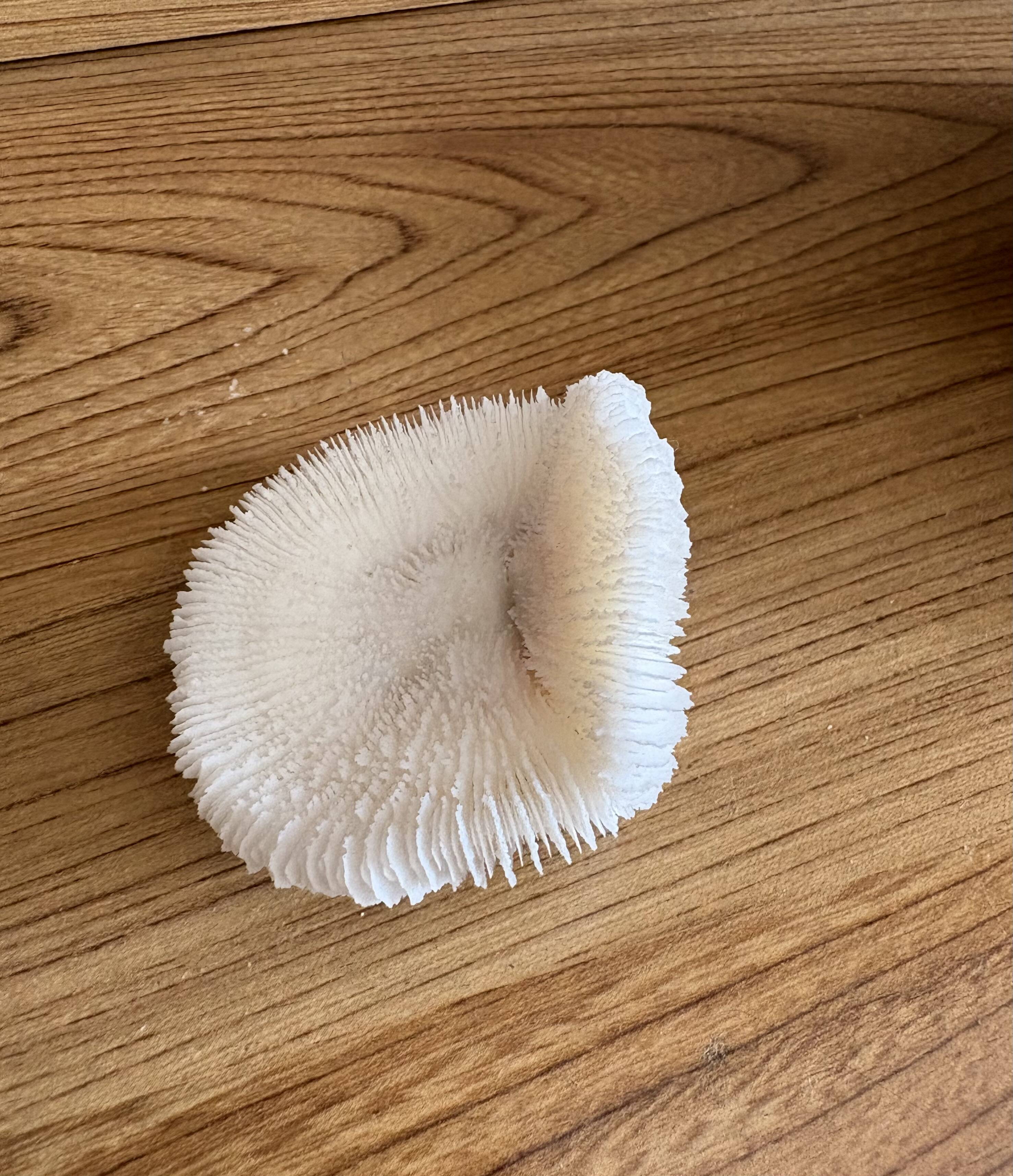 Coral Fungia "shark cushion"