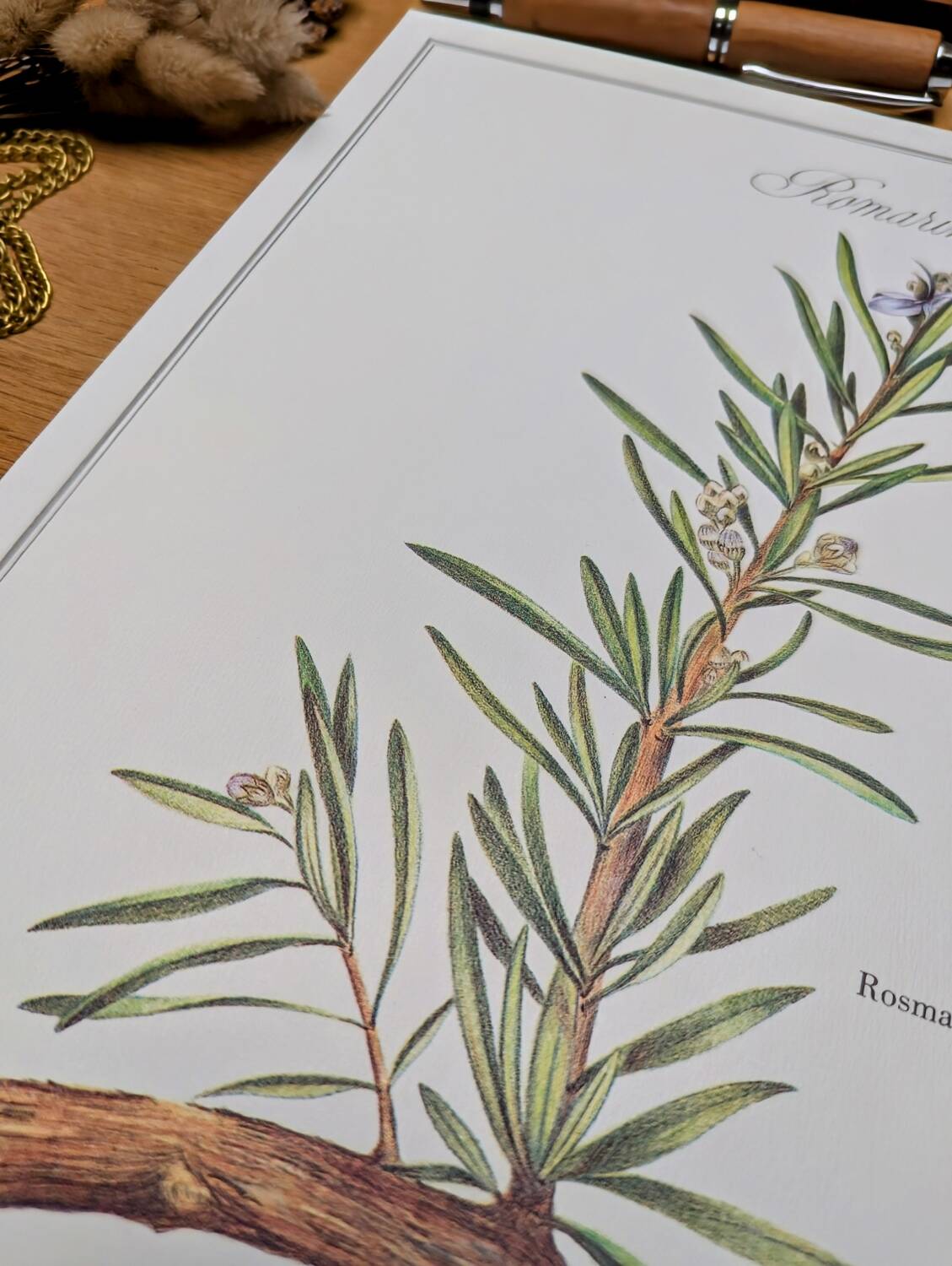 Printed in 1986, Le Romarin.