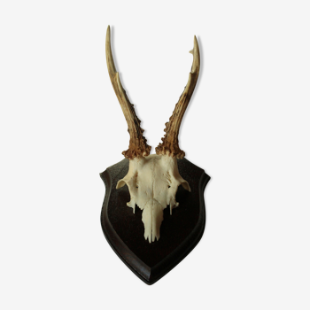 Traditional old antler on a quality wooden plate, wall decoration from the 60s, vintage