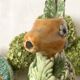 Italian barbotine pitcher Rabbit and fruits