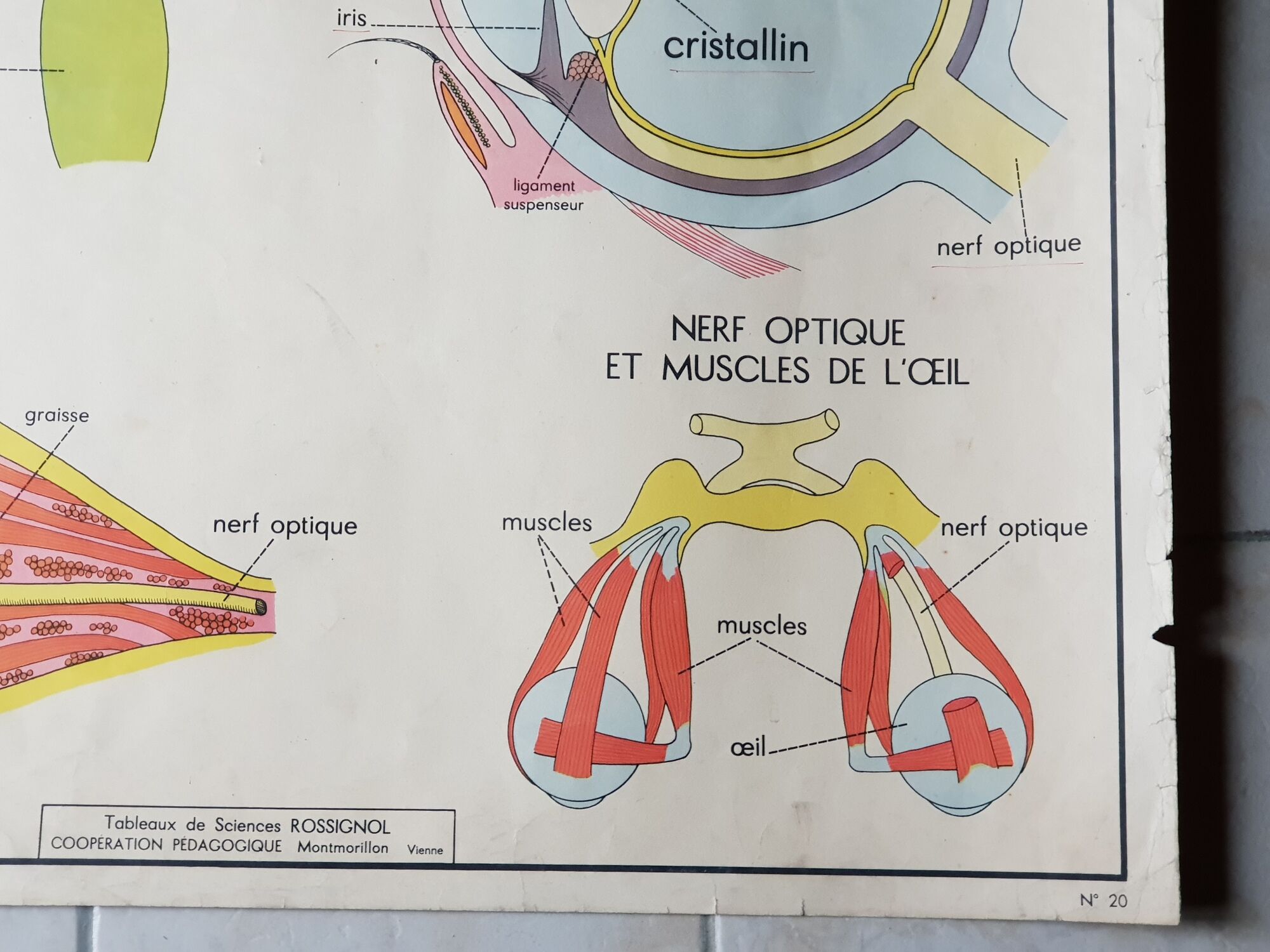 School poster Rossignol - taste and smell and the eye