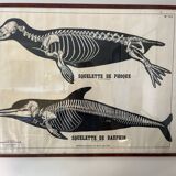 Deyrolle, poster skeleton seal and dolphin