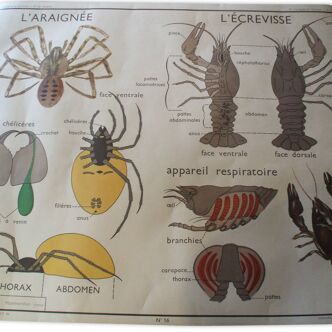 Poster school Nightingale chafer / spider and l cancer l