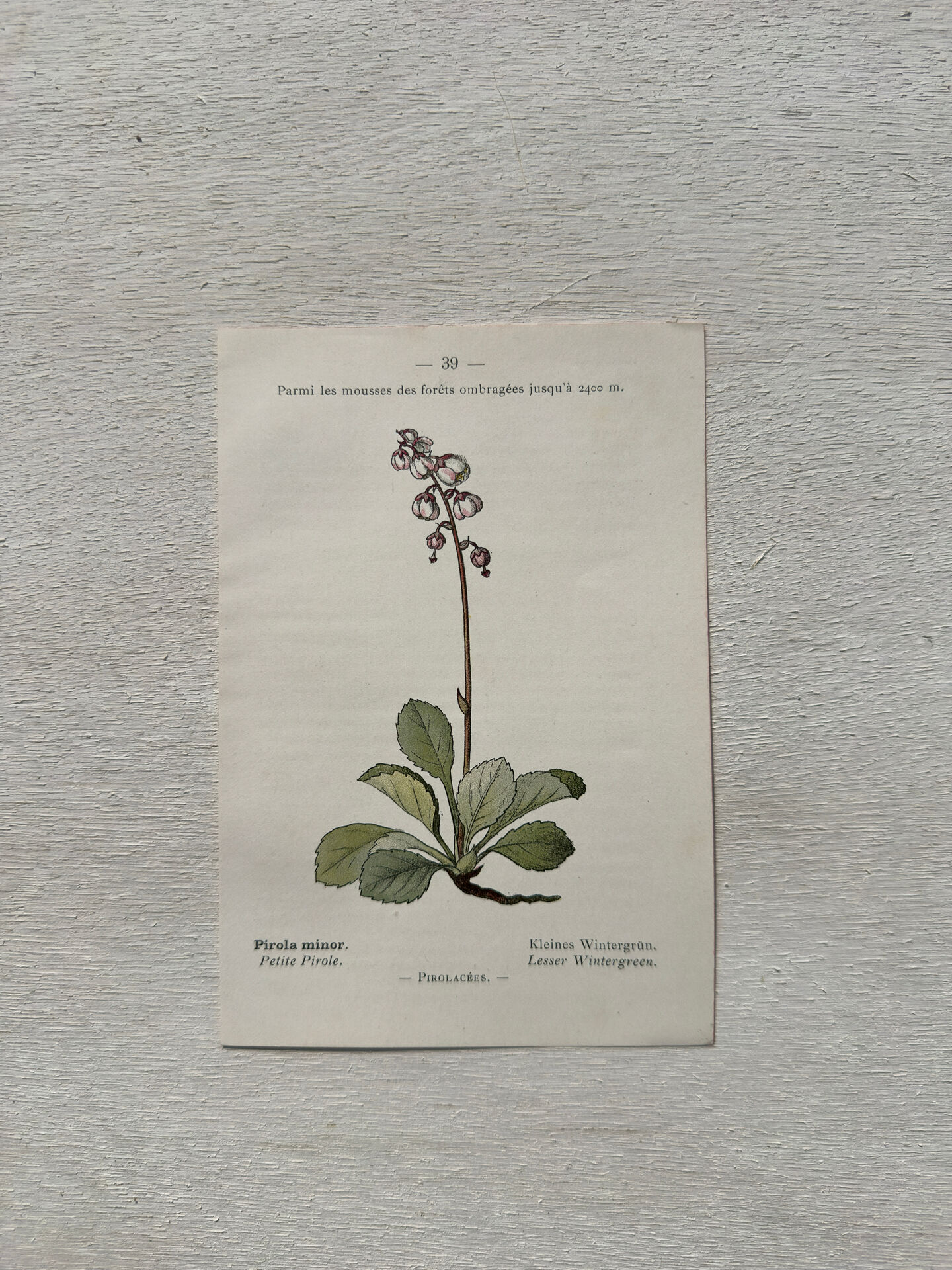 Botanical Plate 1800 Old naturalist engraving 19th century double-sided