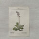 Botanical Plate 1800 Old naturalist engraving 19th century double-sided