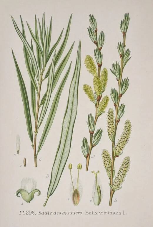 Botanical plate Willow of the basket makers