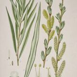 Botanical plate Willow of the basket makers