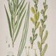 Planche de botanique Saule des vanniers