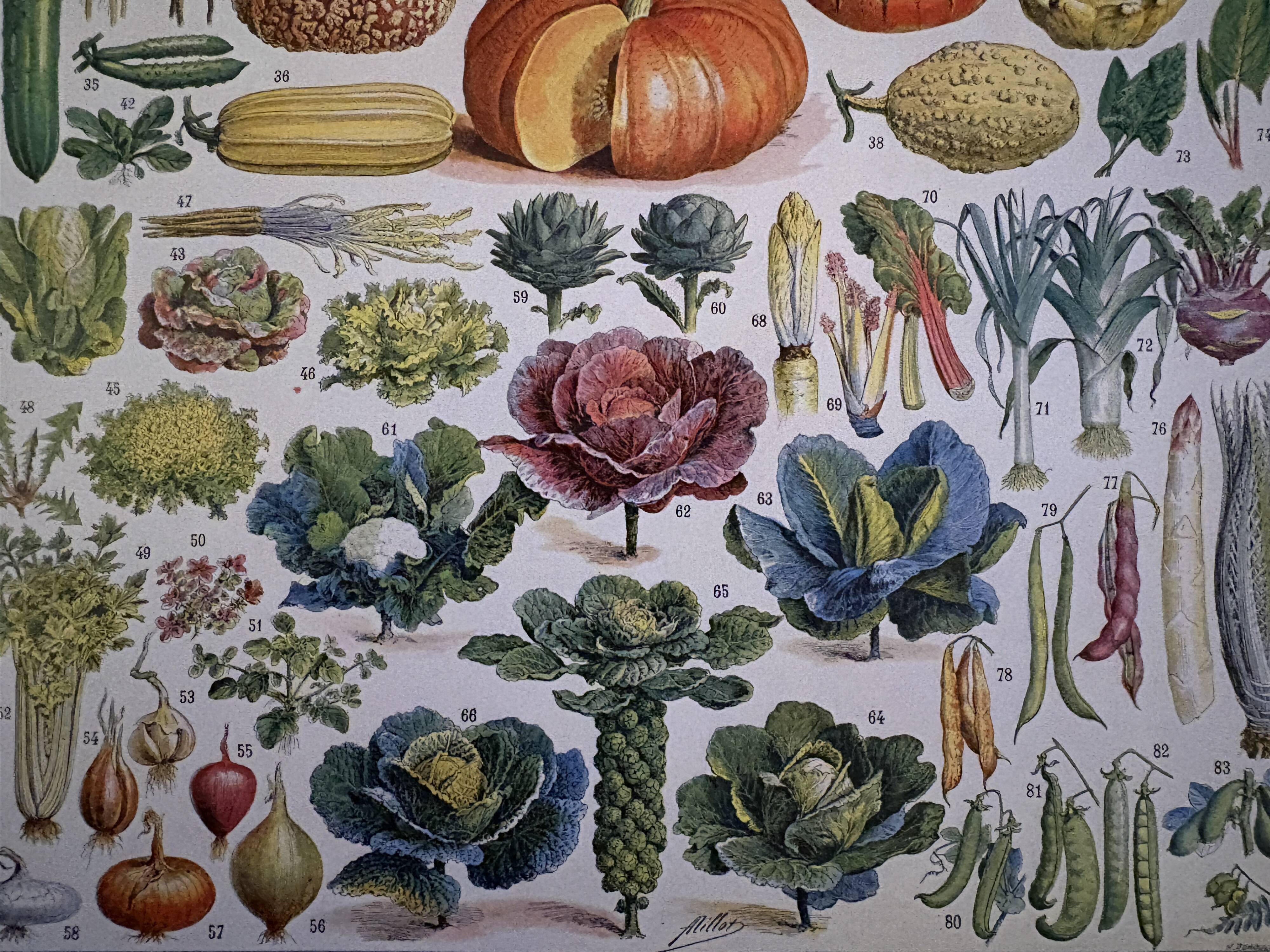 Illustrated plate of vegetables and vegetable plants - 1930