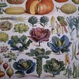 Planche illustrée sur les légumes et plantes potagères - 1930