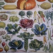 Illustrated plate of vegetables and vegetable plants - 1930
