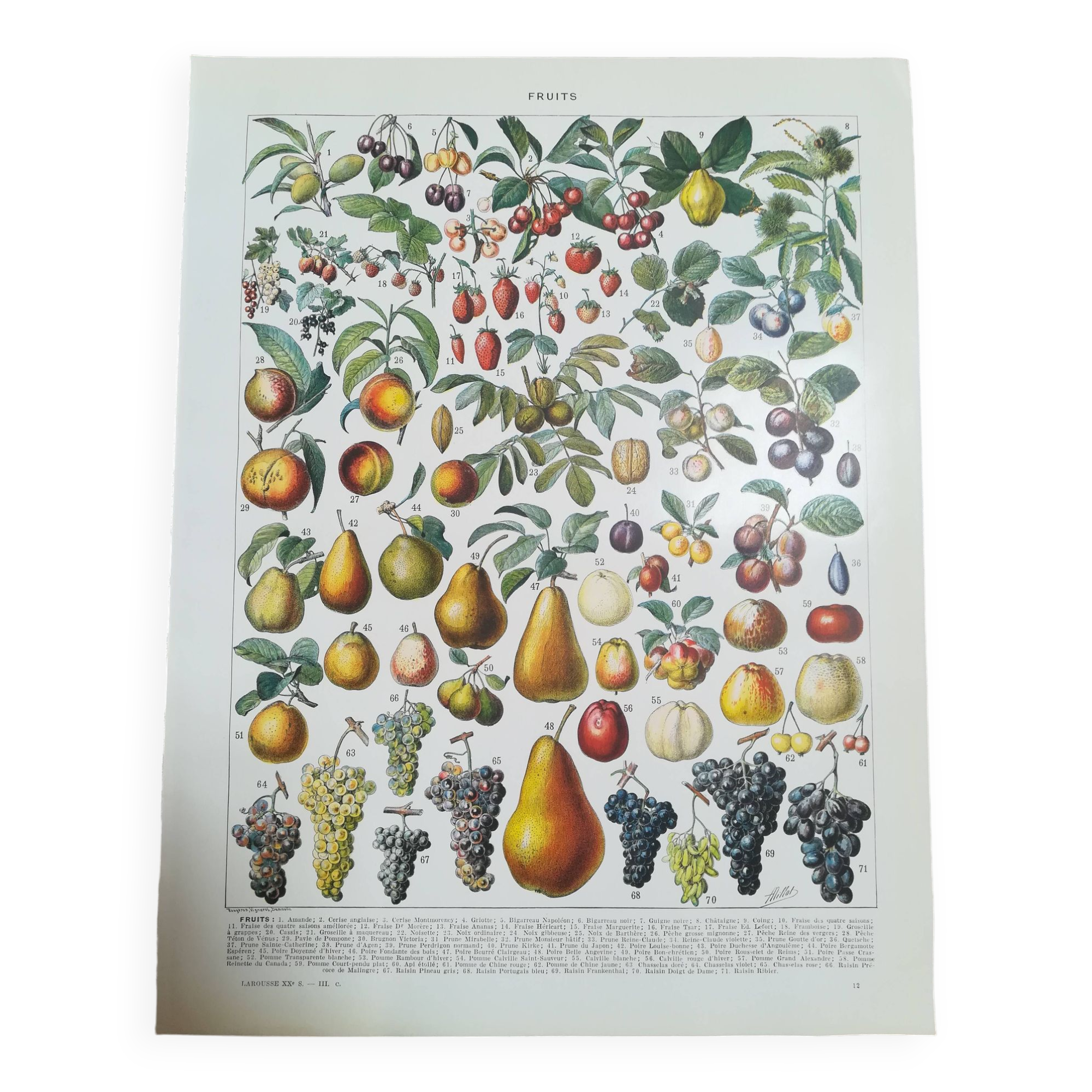 Lot of 3 lithographs on algae, fruits, and flowers