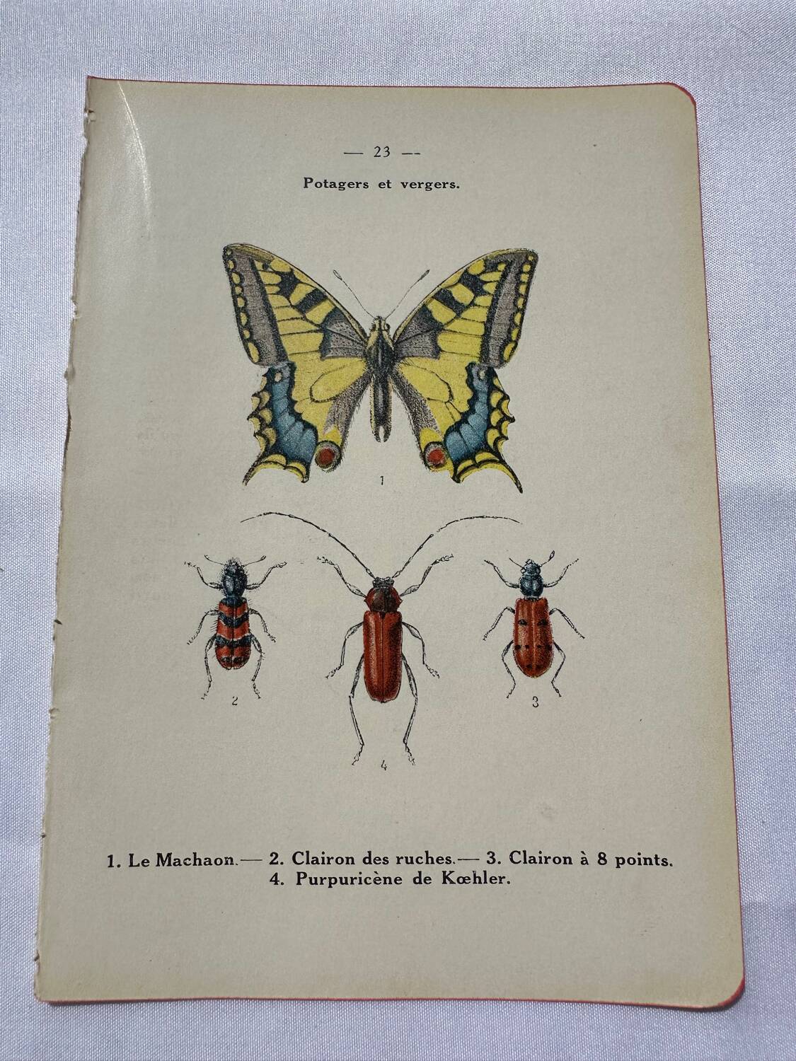 Botanical engraving butterfly double-sided naturalist plate