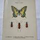 Botanical engraving butterfly double-sided naturalist plate