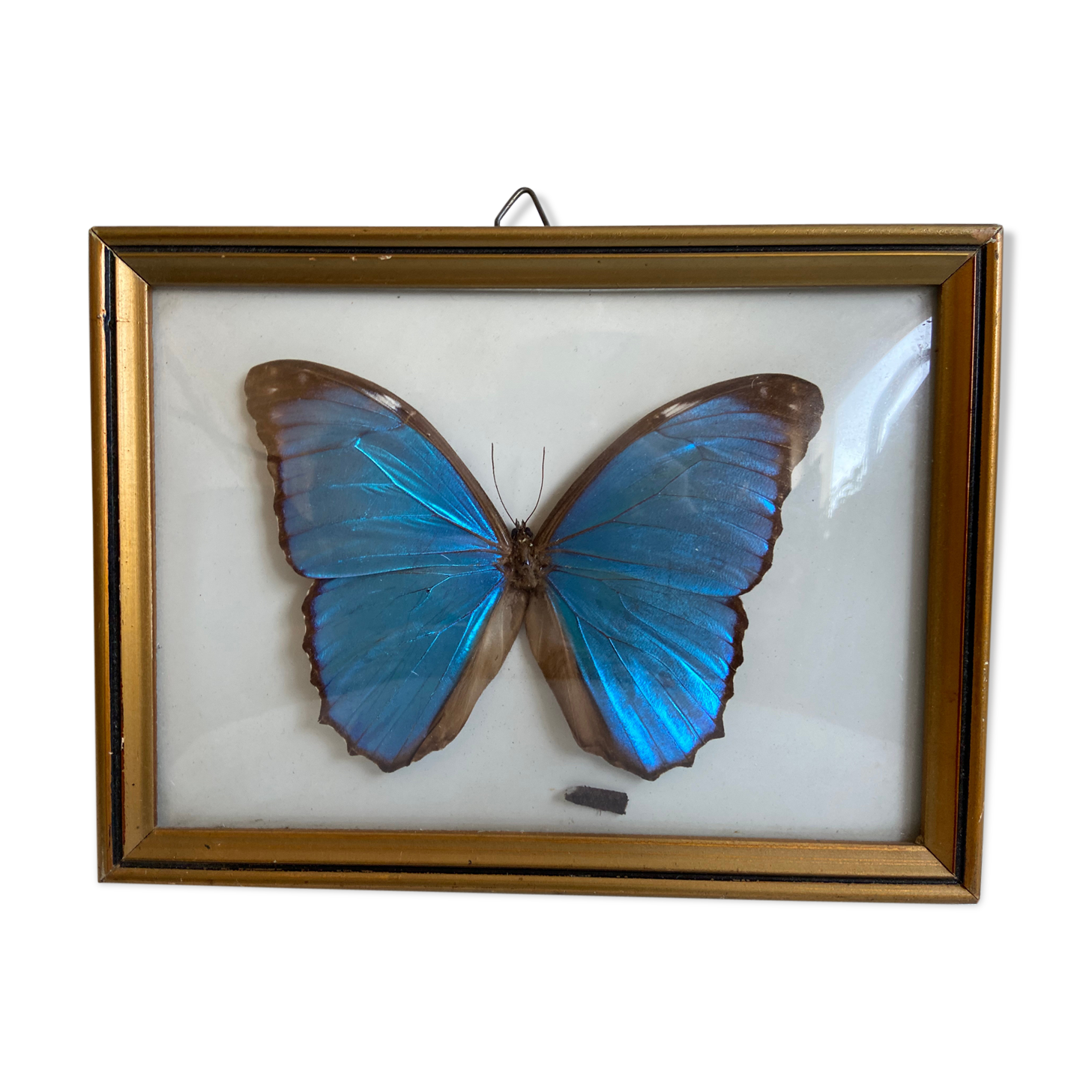 Framed naturalized butterfly
