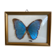 Papillon naturalisé encadré