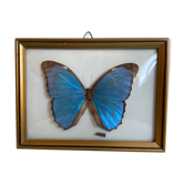 Papillon naturalisé encadré