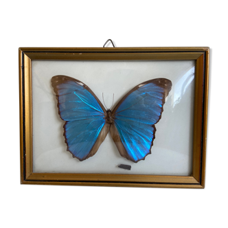 Framed naturalized butterfly