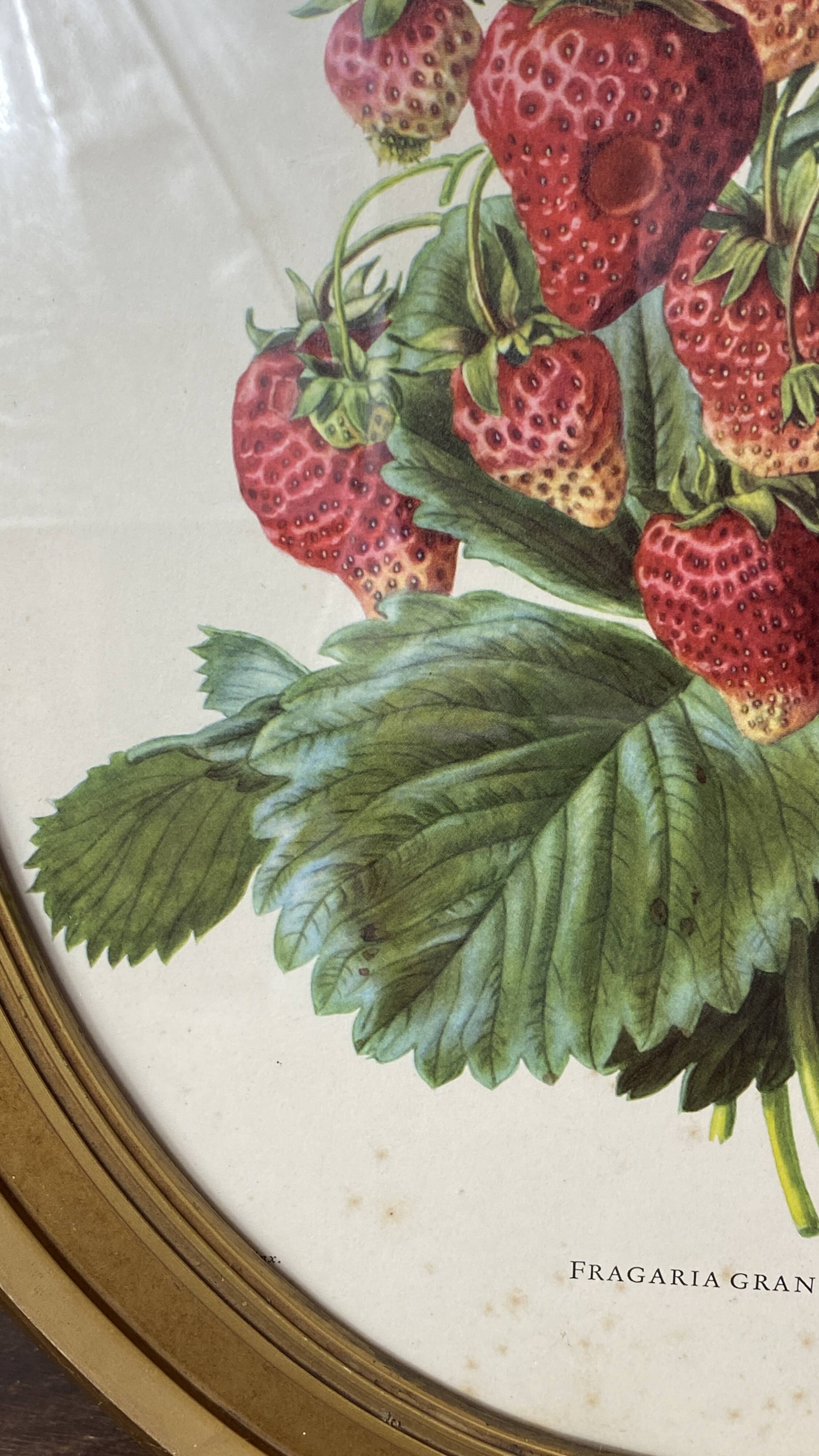 Framed botanical print of Fragaria Grandiflora