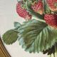 Framed botanical print of Fragaria Grandiflora