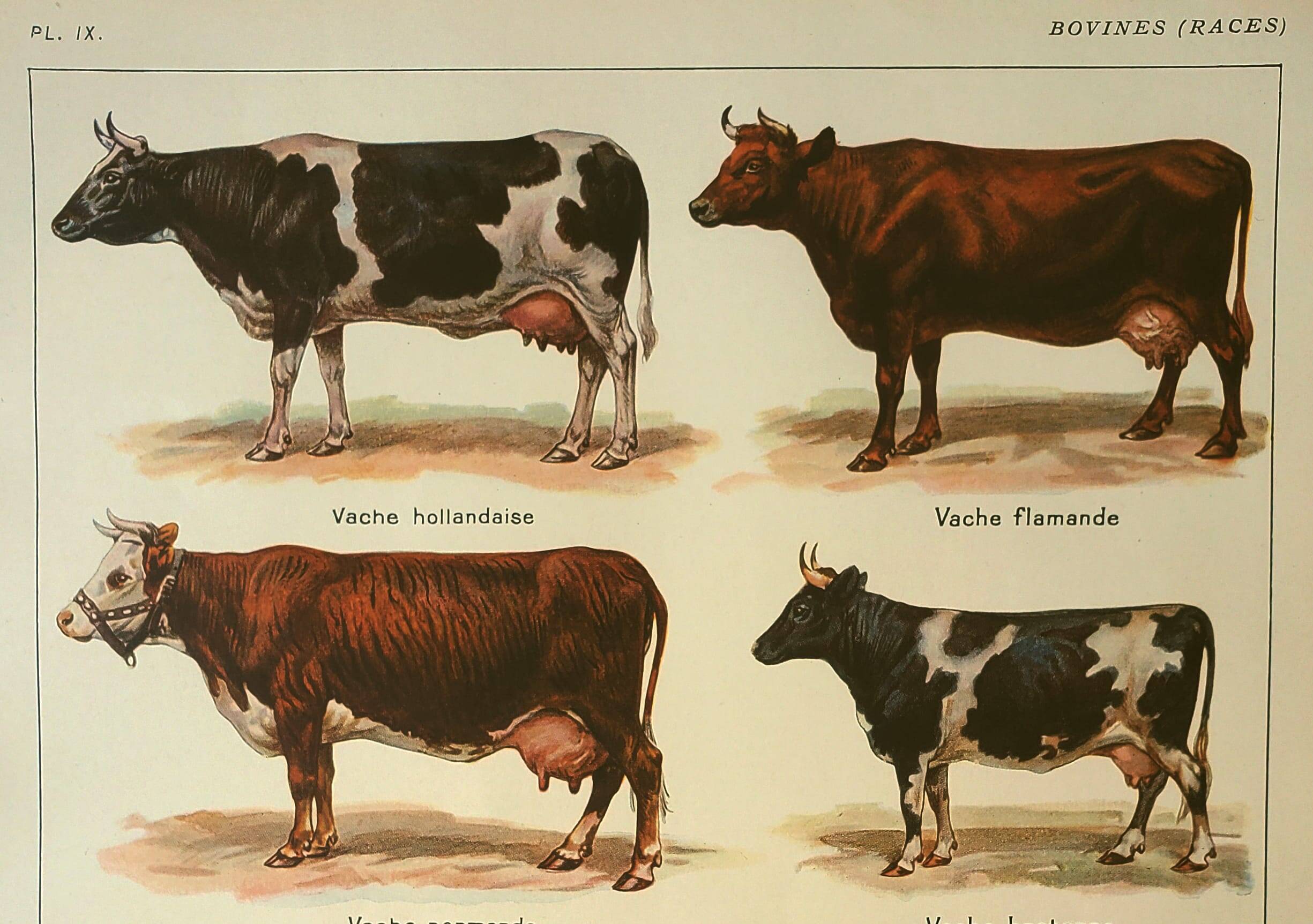 Gravure ancienne 1921 - Vache et races bovines - illustration de la ferme