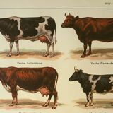 Gravure ancienne 1921 - Vache et races bovines - illustration de la ferme